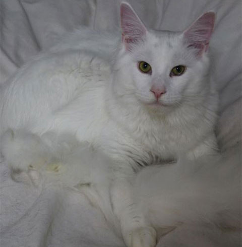 猫
