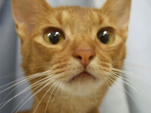 猫