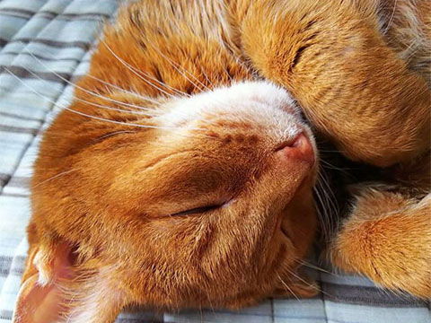 猫