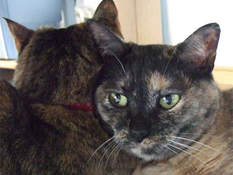 猫