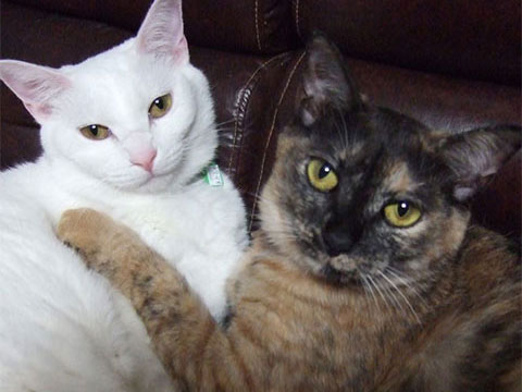 猫