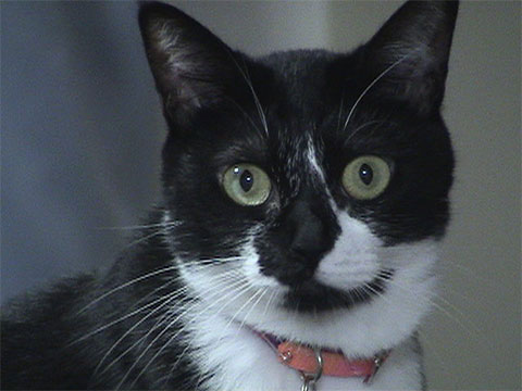 猫