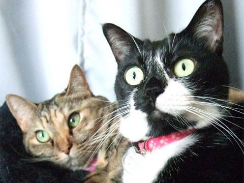 猫