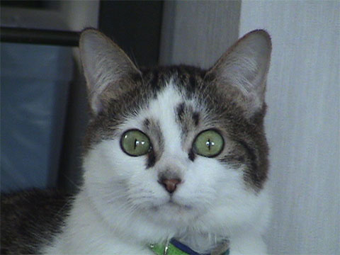猫