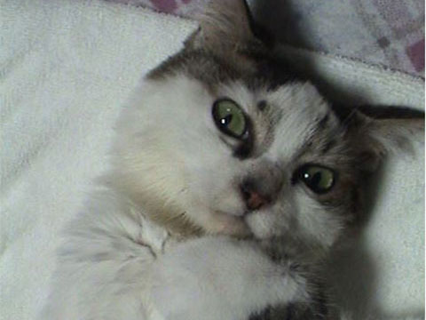 猫