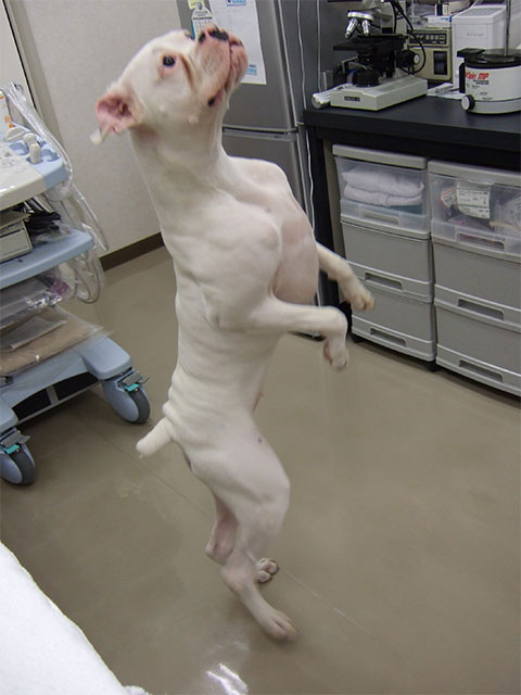 犬