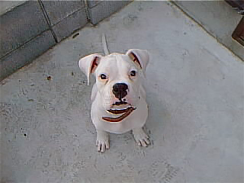 犬