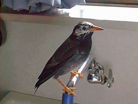 鳥