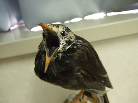 鳥