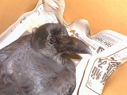鳥