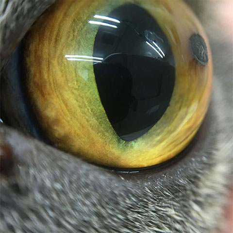 ネコの角膜黒色壊死症