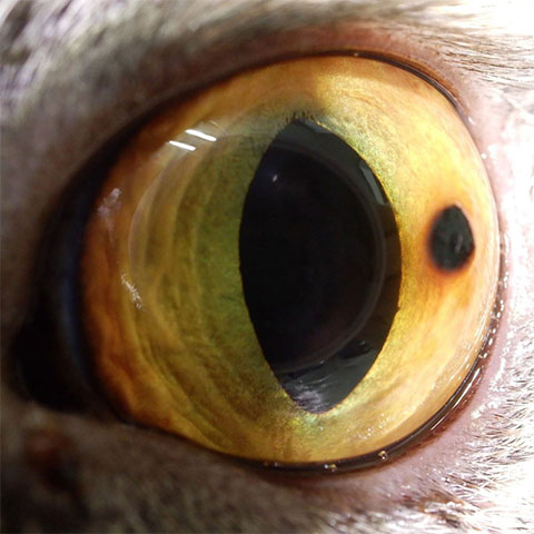 ネコの角膜黒色壊死症