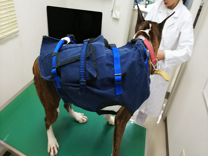 ホルター①