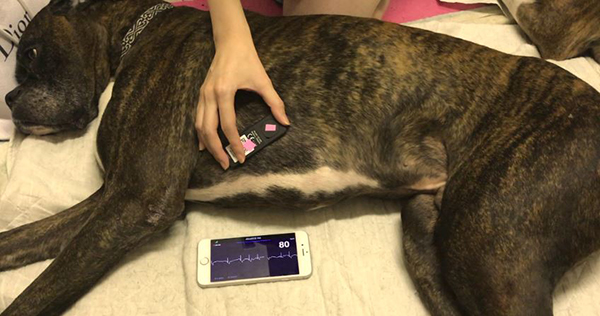 自宅で飼主自身がiphoneで不整脈を計測している写真