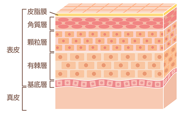 頭部