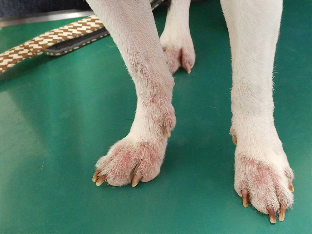 症例