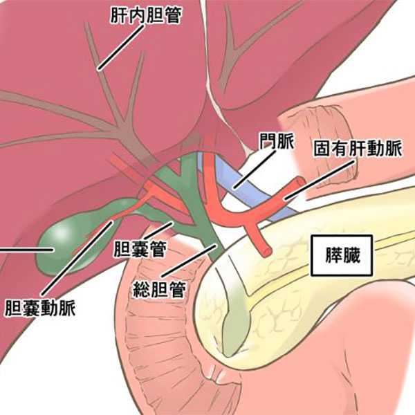 膵臓