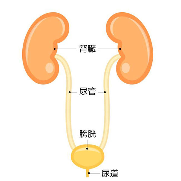 膀胱