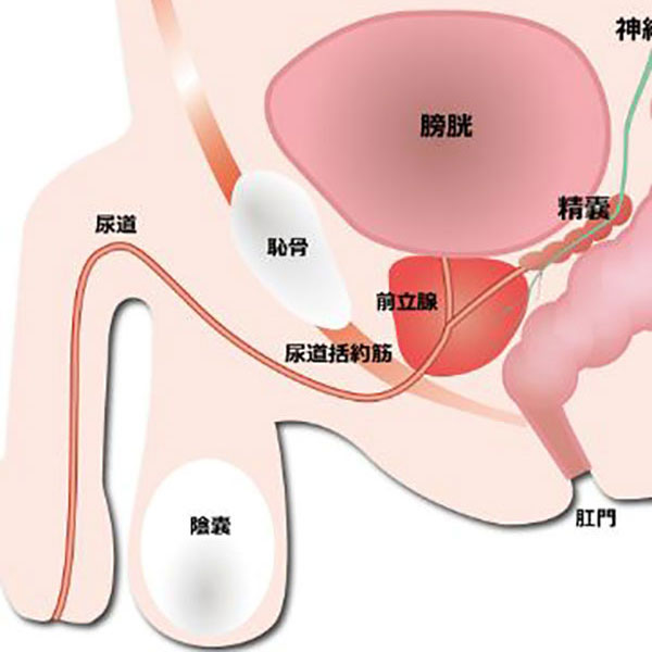 前立腺（未去勢♂）