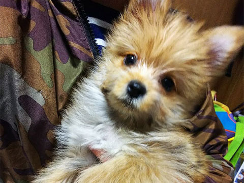 犬