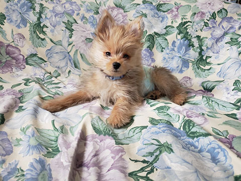 犬
