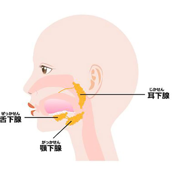 頸部 (唾液腺）