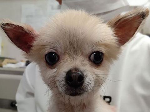 犬