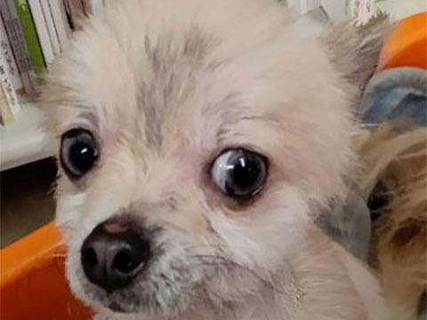 犬