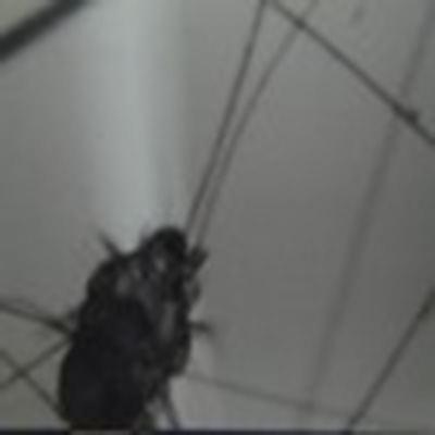 症例