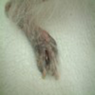 症例