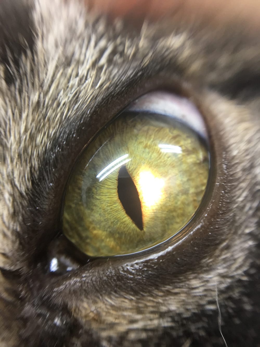 眼科